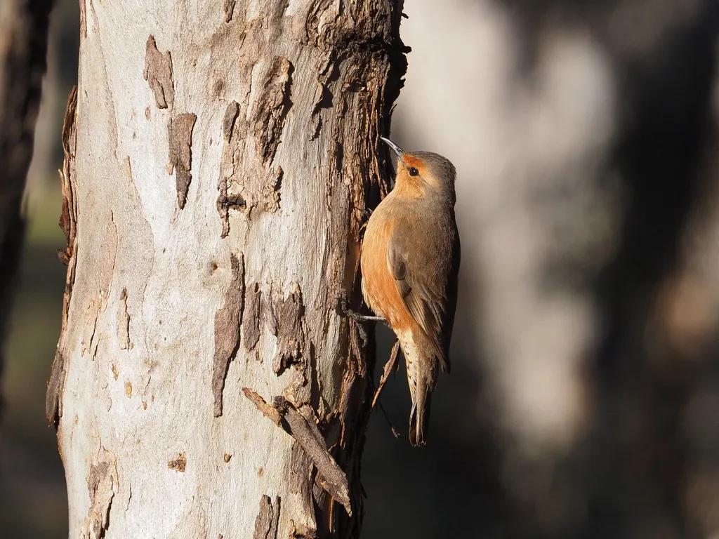 棕短嘴旋木雀(Climacteris rufus)