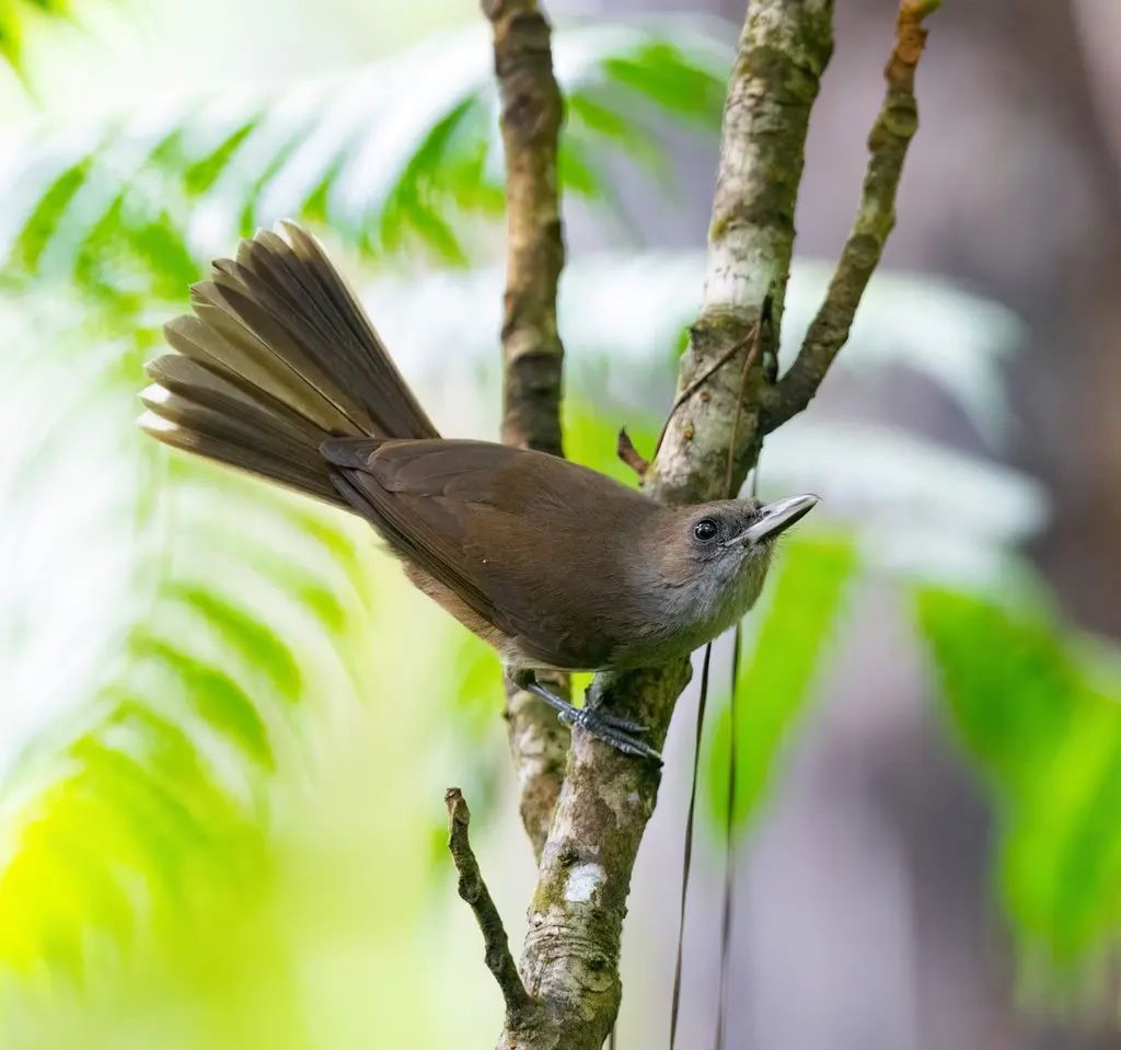 斐济鵙嘴鹟（Clytorhynchus vitiensis）