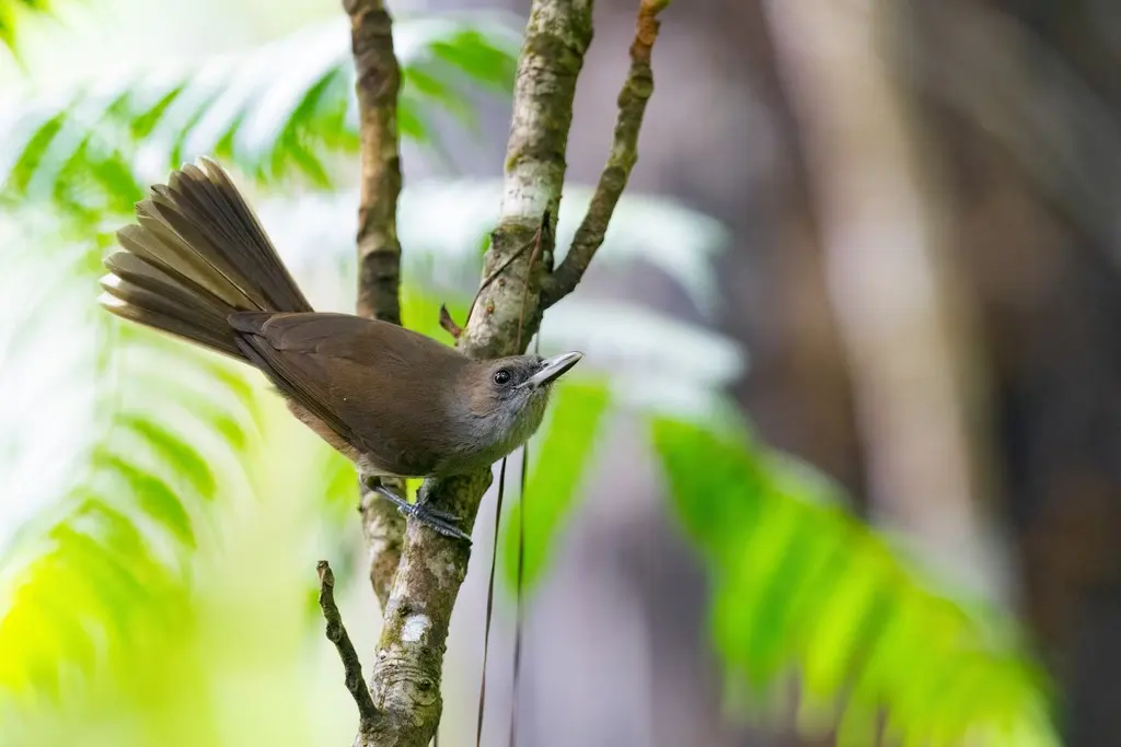 斐济鵙嘴鹟（Clytorhynchus vitiensis）