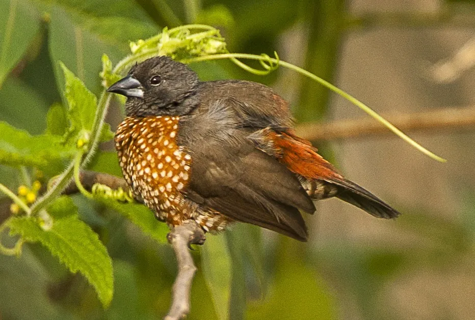 褐双点雀(Clytospiza monteiri)
