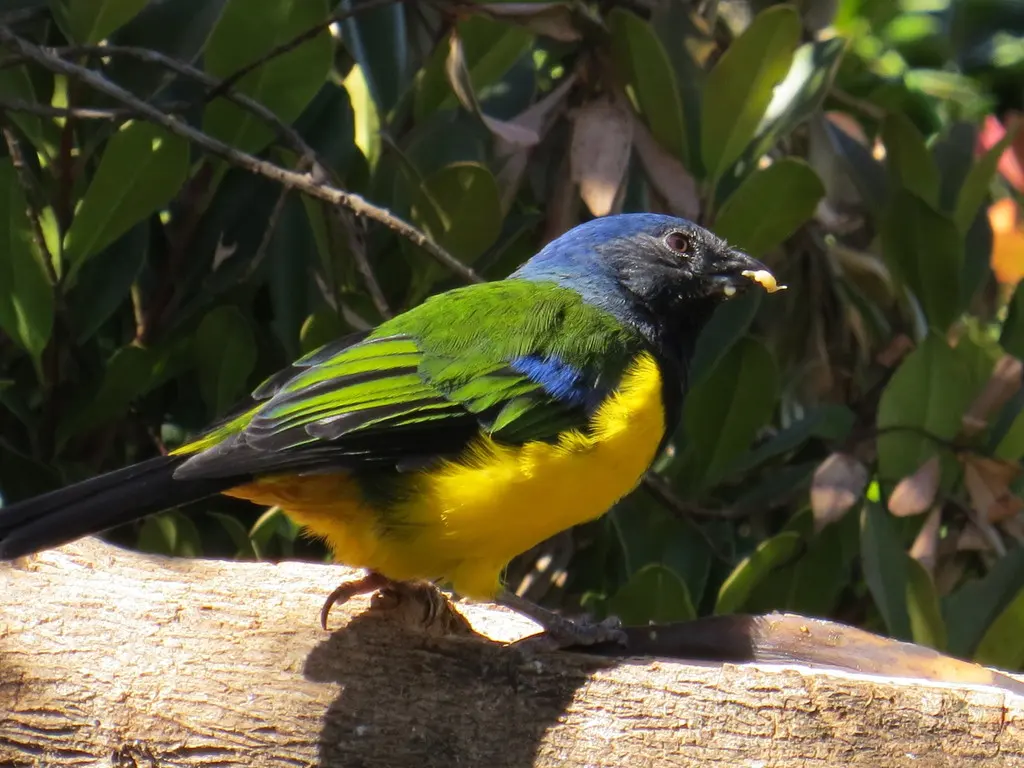 黑胸山裸鼻雀(Cnemathraupis eximia)