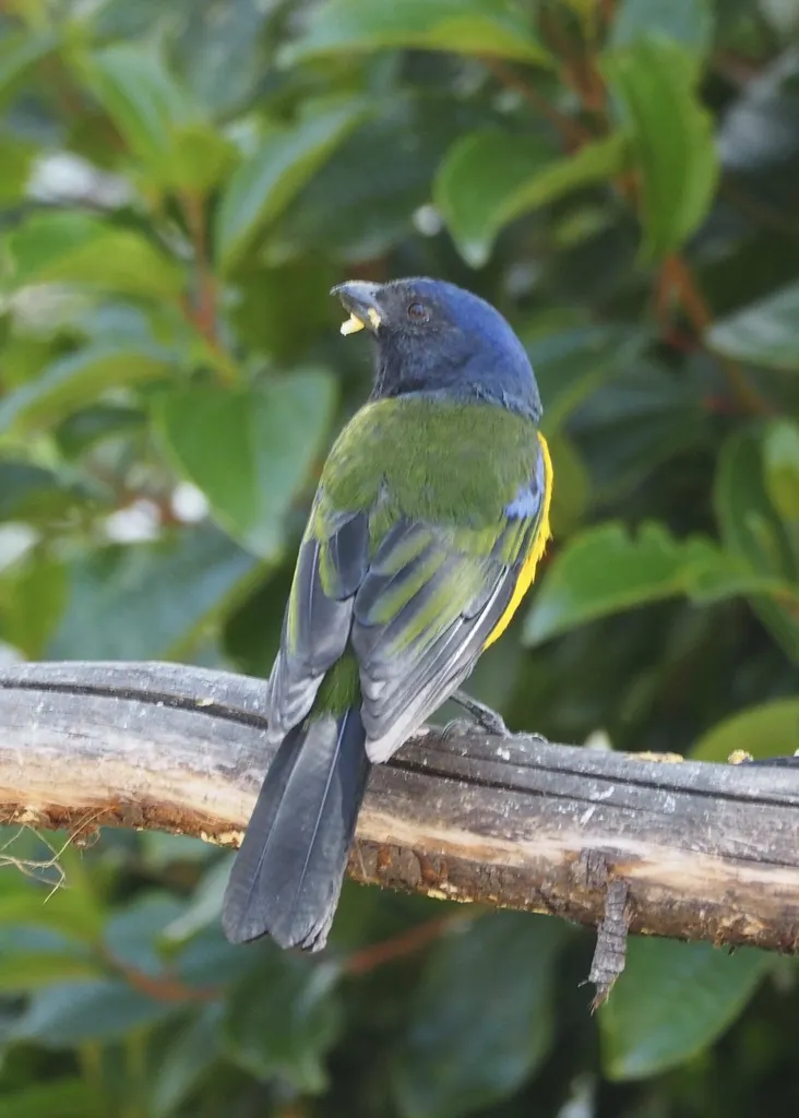黑胸山裸鼻雀(Cnemathraupis eximia)