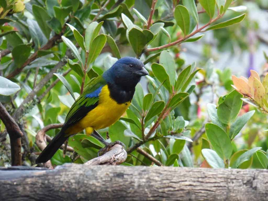 黑胸山裸鼻雀(Cnemathraupis eximia)