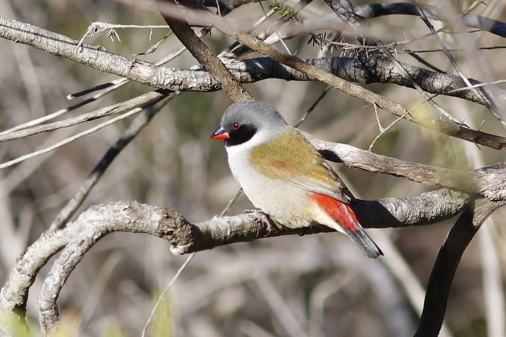 黑颊黄腹梅花雀(Coccopygia melanotis)