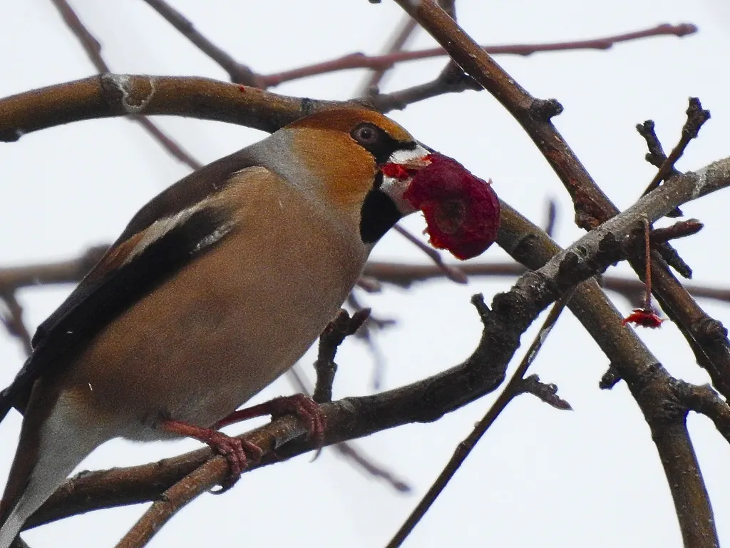 锡嘴雀(Coccothraustes coccothraustes)