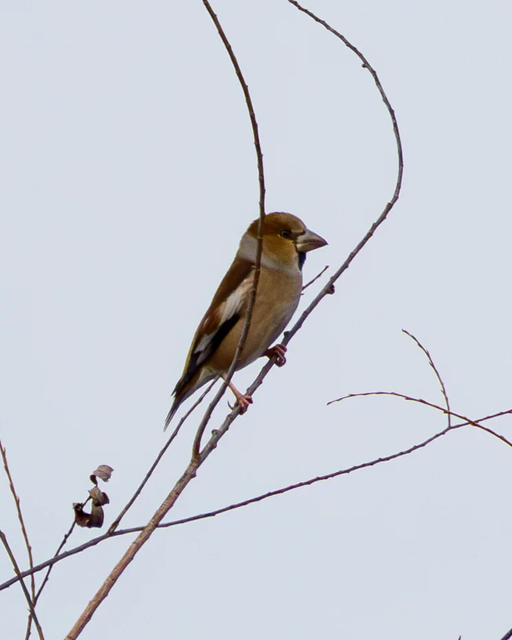 锡嘴雀(Coccothraustes coccothraustes)