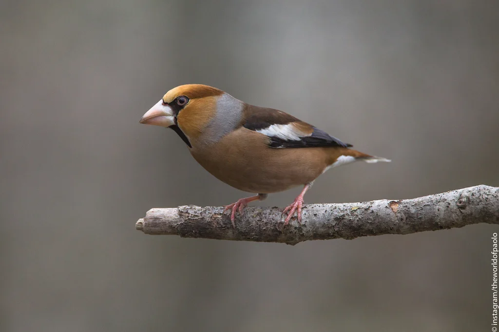锡嘴雀(Coccothraustes coccothraustes)