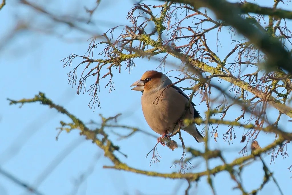 锡嘴雀(Coccothraustes coccothraustes)