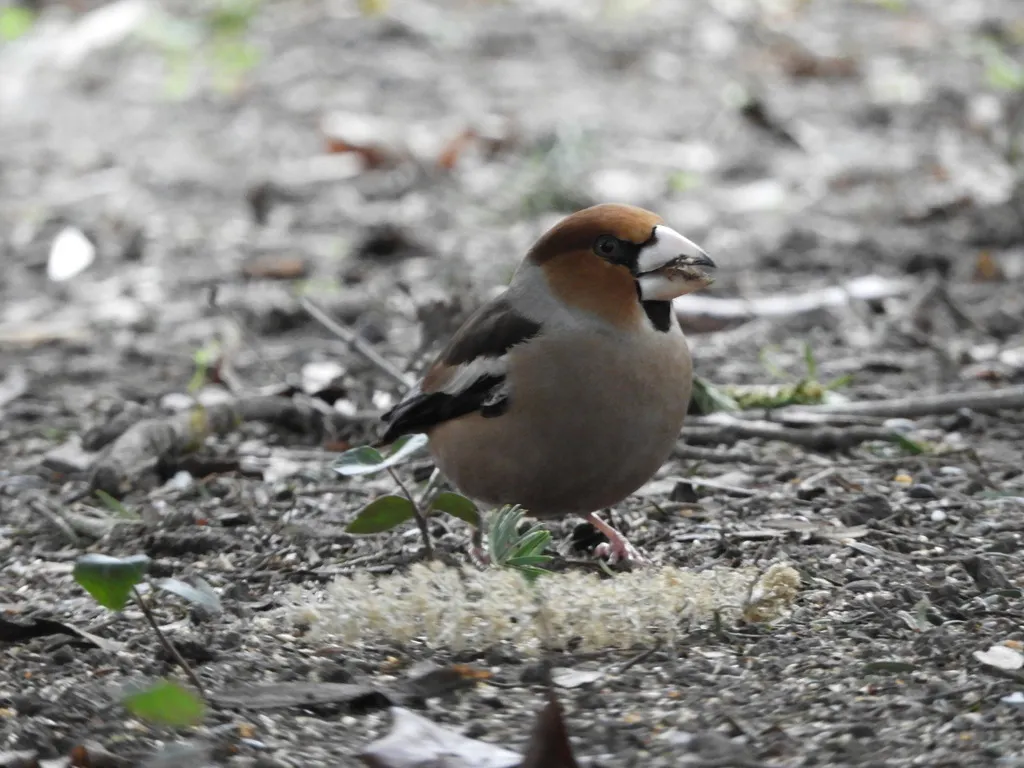 锡嘴雀(Coccothraustes coccothraustes)
