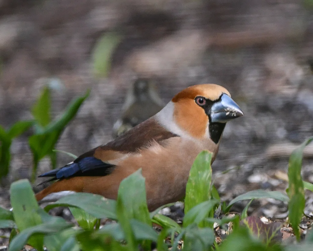 锡嘴雀(Coccothraustes coccothraustes)