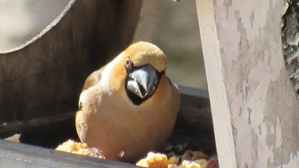 锡嘴雀(Coccothraustes coccothraustes)