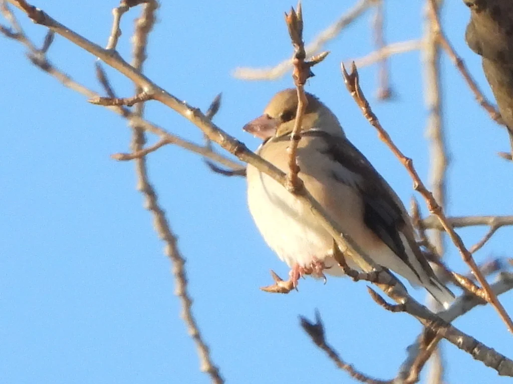 锡嘴雀(Coccothraustes coccothraustes)