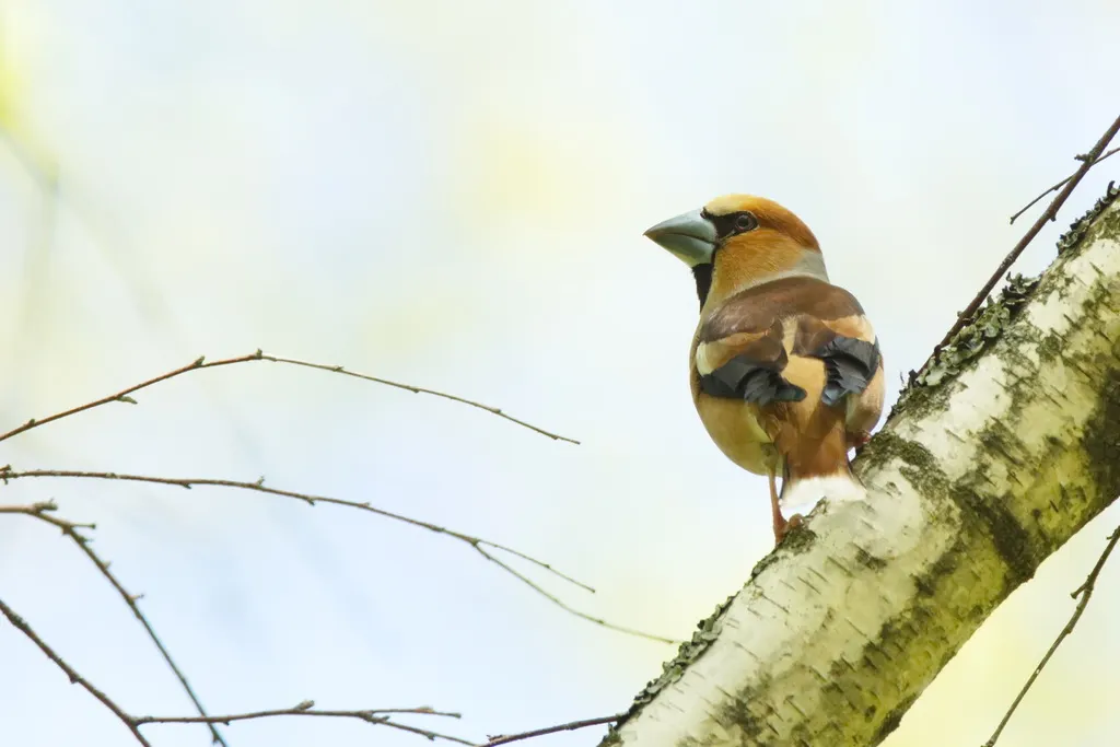 锡嘴雀(Coccothraustes coccothraustes)
