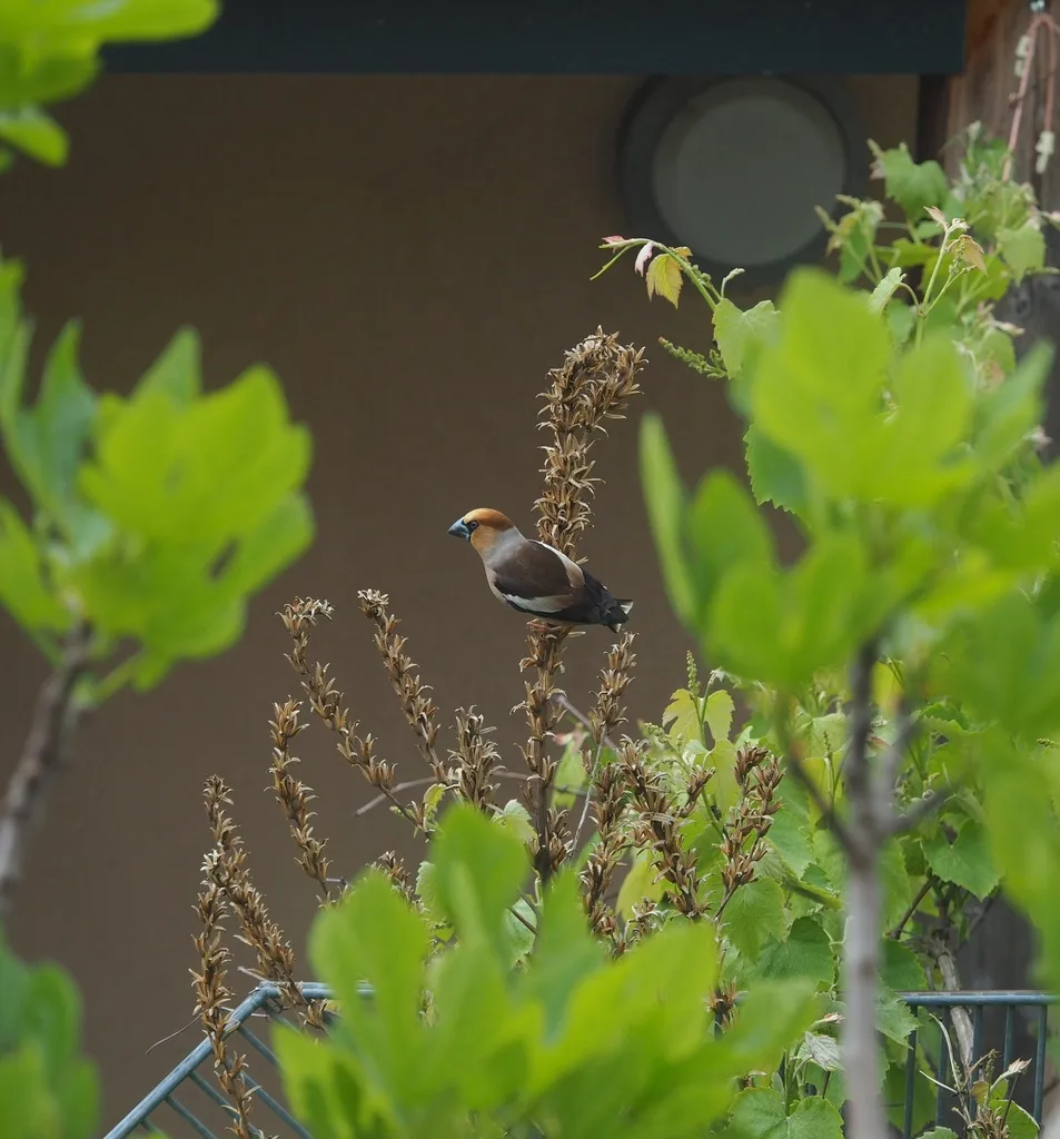 锡嘴雀(Coccothraustes coccothraustes)