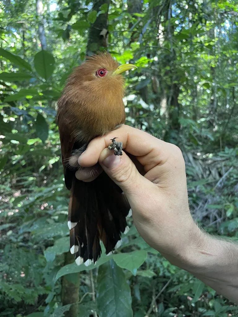 小棕鹃（Coccycua minuta）