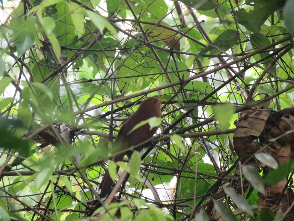 小棕鹃（Coccycua minuta）