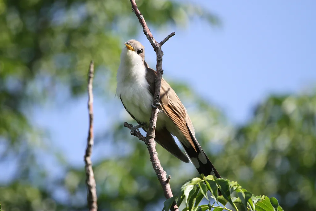 黄嘴美洲鹃(Coccyzus americanus)