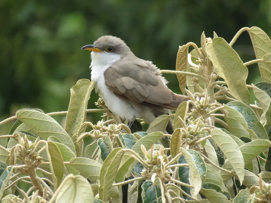 黄嘴美洲鹃(Coccyzus americanus)