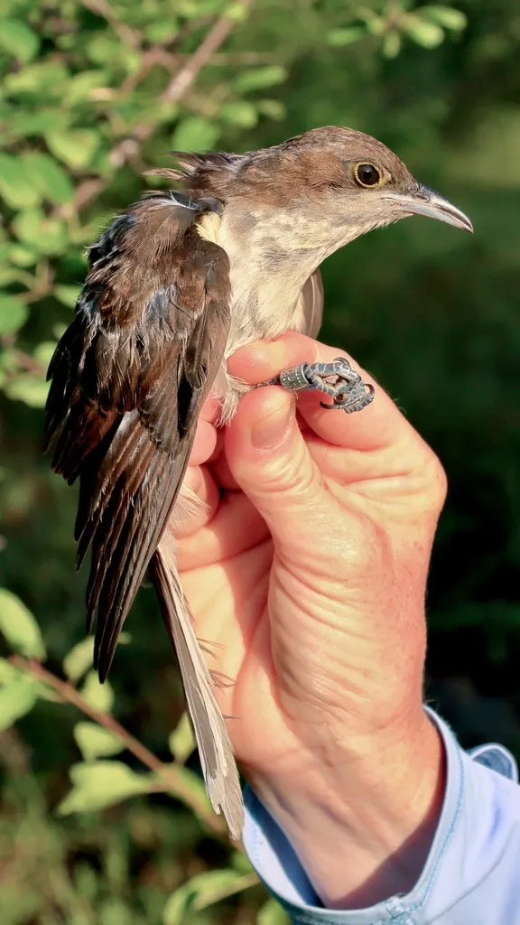 黑嘴美洲鹃(Coccyzus erythropthalmus)