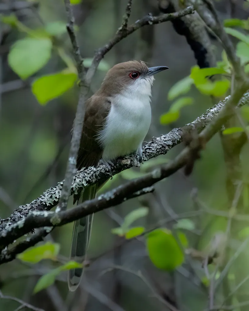 黑嘴美洲鹃(Coccyzus erythropthalmus)