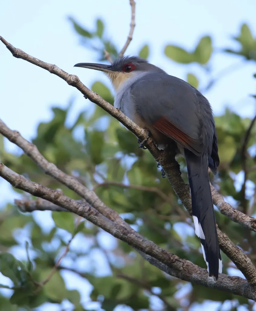 长嘴蜥鹃（Coccyzus longirostris）