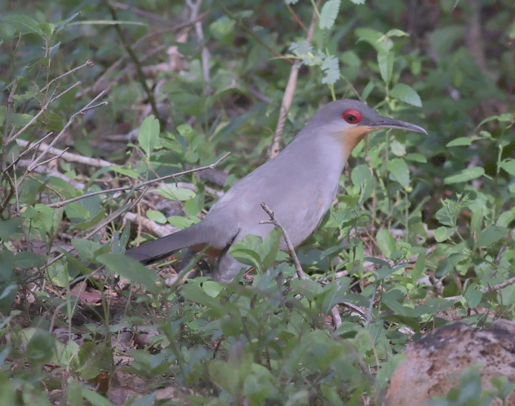 长嘴蜥鹃（Coccyzus longirostris）