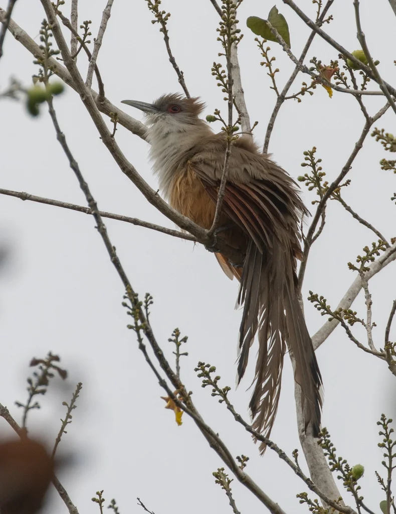 大蜥鹃(Coccyzus merlini)