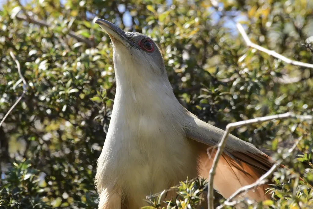 大蜥鹃(Coccyzus merlini)