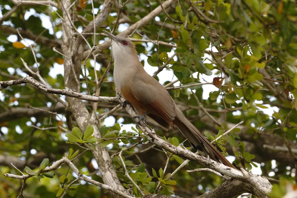 大蜥鹃(Coccyzus merlini)