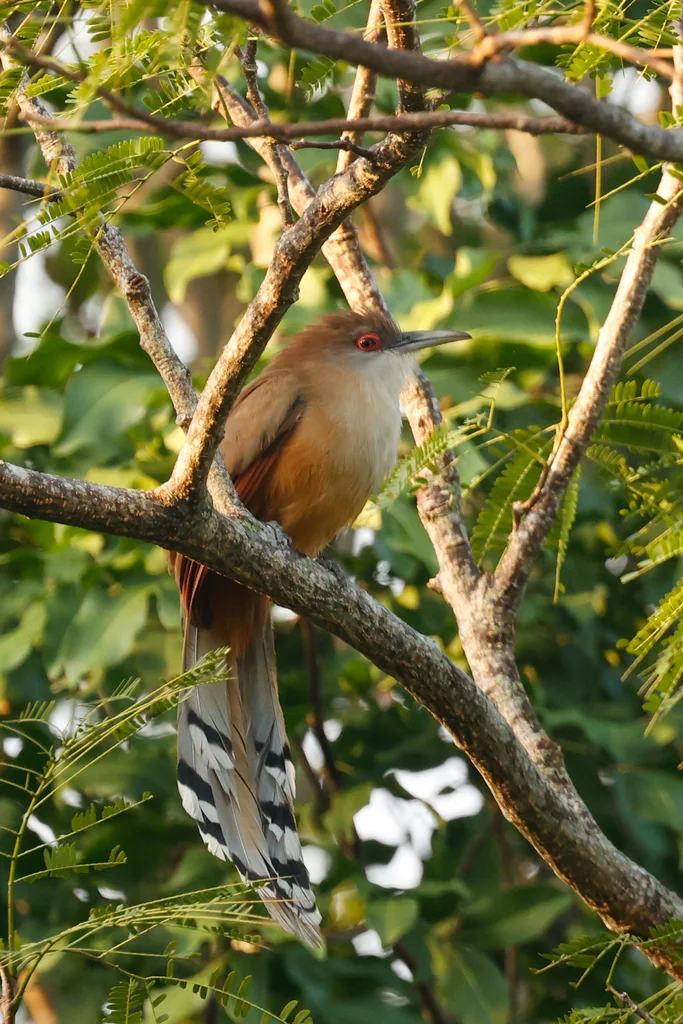 大蜥鹃(Coccyzus merlini)