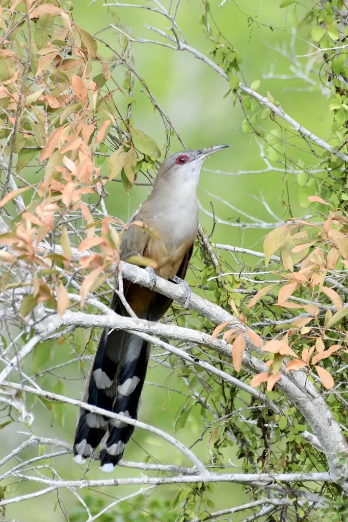 大蜥鹃(Coccyzus merlini)