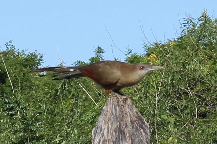 大蜥鹃(Coccyzus merlini)