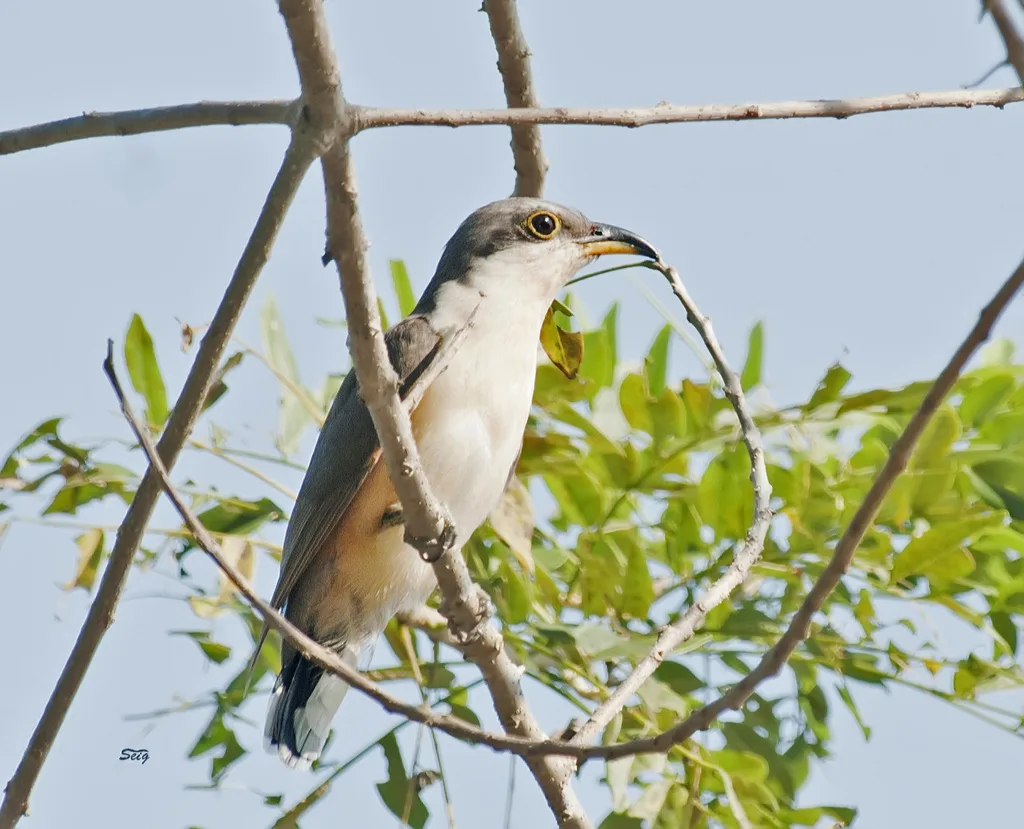 红树美洲鹃(Coccyzus minor)