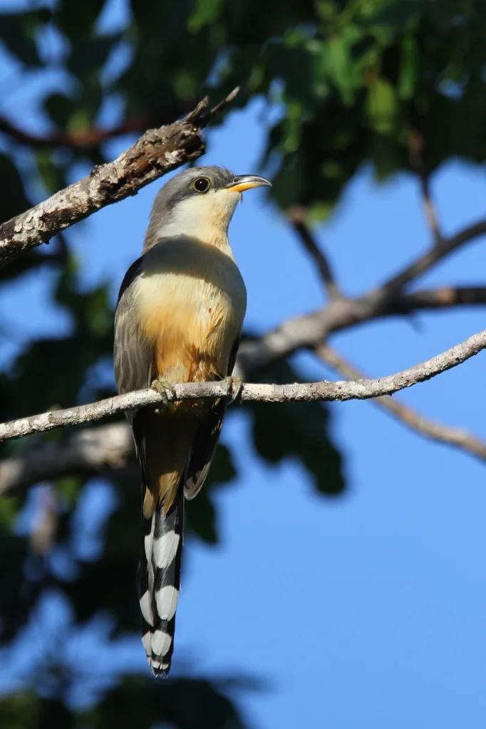 红树美洲鹃(Coccyzus minor)