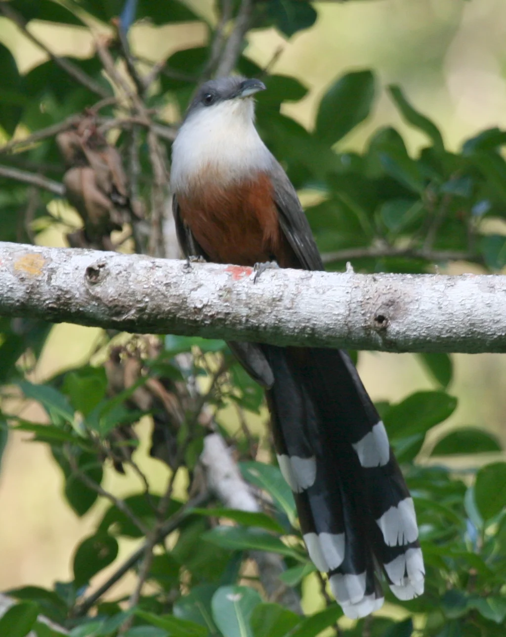 栗腹鹃(Coccyzus pluvialis)