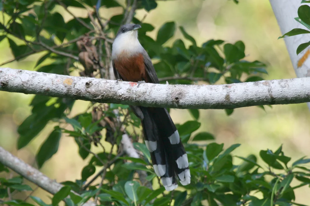栗腹鹃(Coccyzus pluvialis)