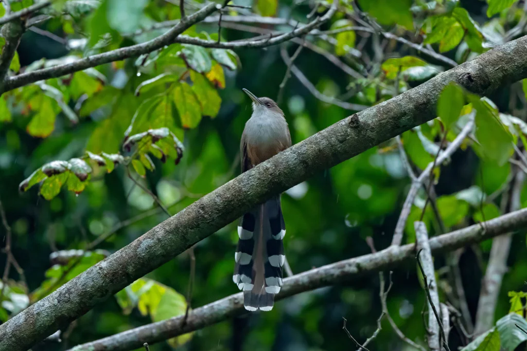 波多黎各蜥鹃(Coccyzus vieilloti)