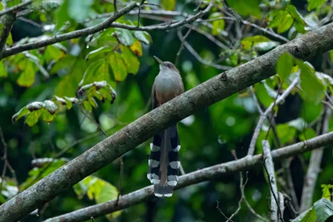 波多黎各蜥鹃
