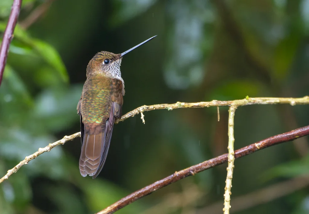 铜色星额蜂鸟(Coeligena coeligena)