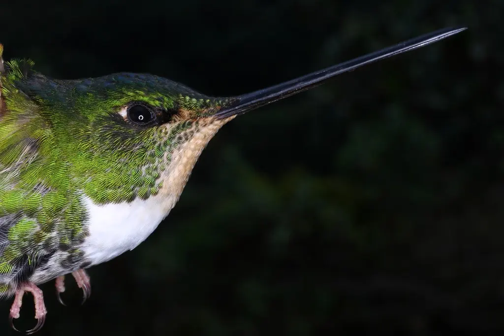 绿星额蜂鸟(Coeligena conradii)