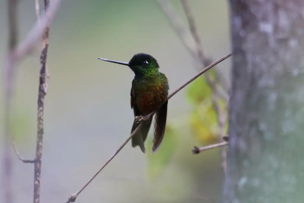 佩里星额蜂鸟(Coeligena consita)