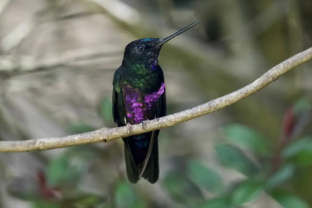 蓝喉星额蜂鸟(Coeligena helianthea)