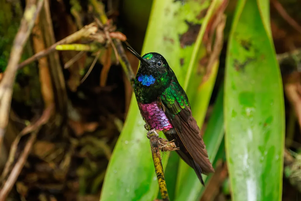 蓝喉星额蜂鸟(Coeligena helianthea)