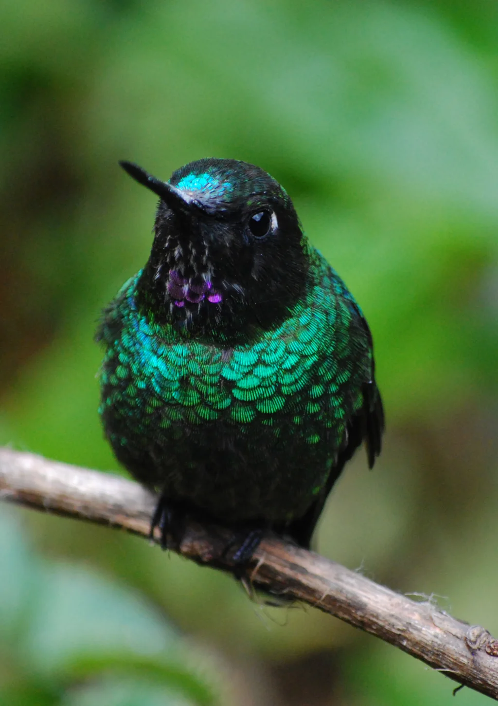 暗星额蜂鸟(Coeligena orina)