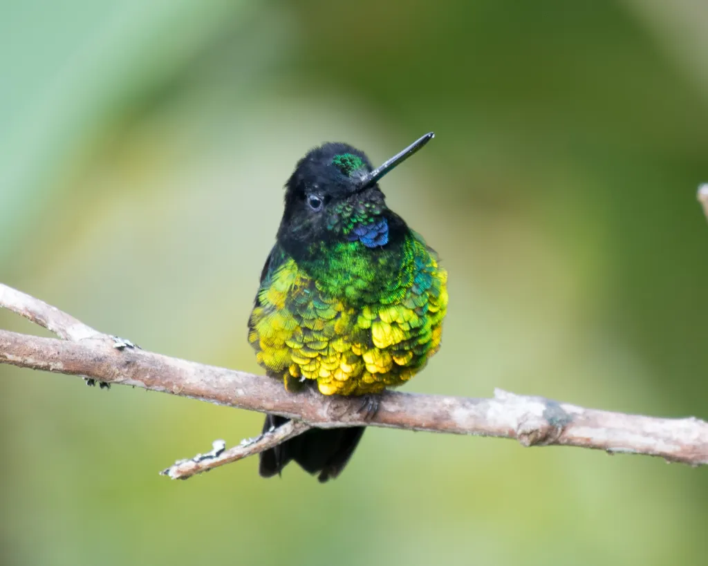 暗星额蜂鸟(Coeligena orina)