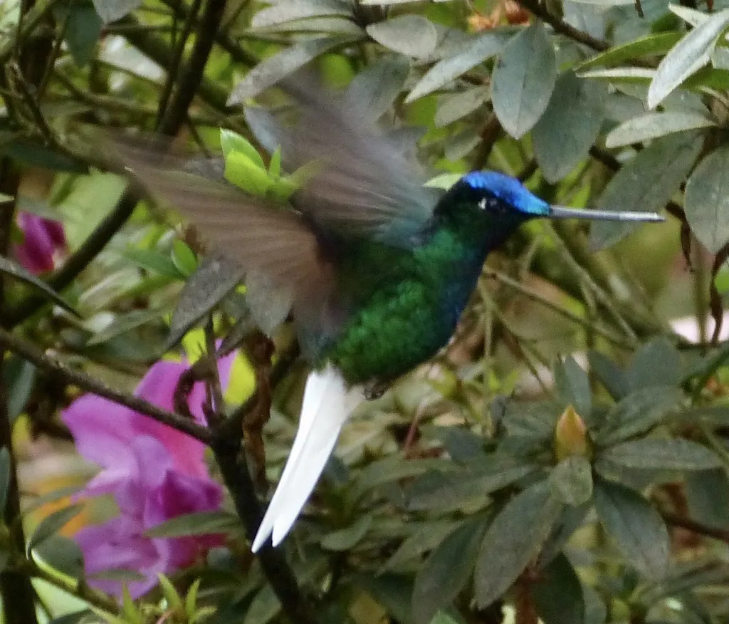 白尾星额蜂鸟(Coeligena phalerata)