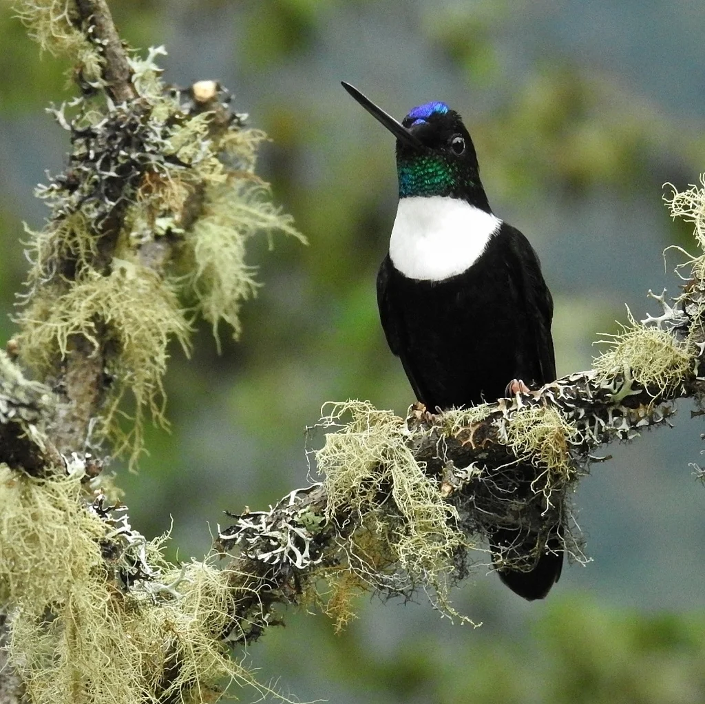领星额蜂鸟(Coeligena torquata)