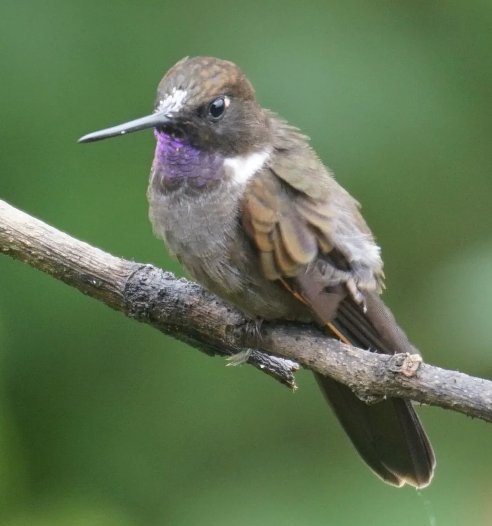 褐星额蜂鸟(Coeligena wilsoni)