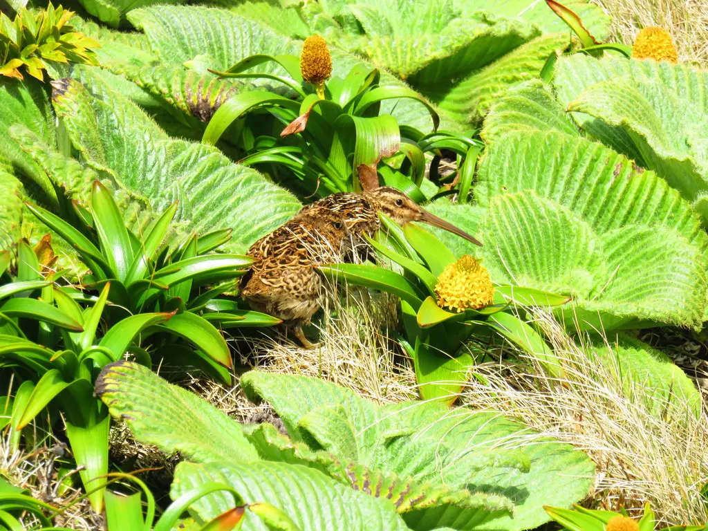 奥克兰沙锥(Coenocorypha aucklandica)