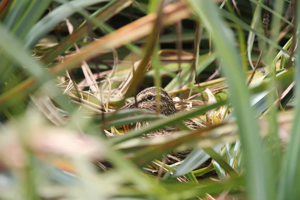 奥克兰沙锥(Coenocorypha aucklandica)